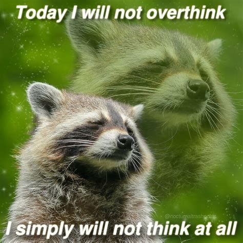 meme raccoon|More.